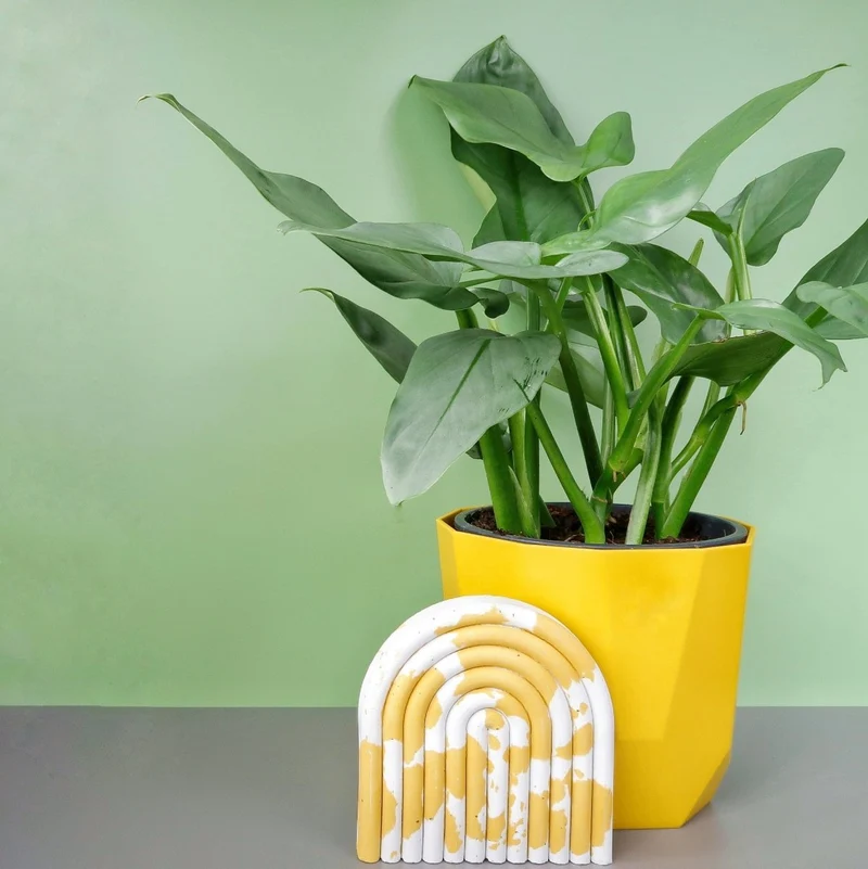 PHILODENDRON HASTUM SILVER SWORD