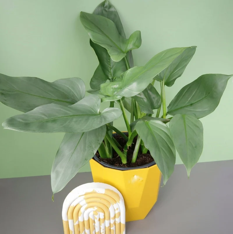 PHILODENDRON HASTUM SILVER SWORD