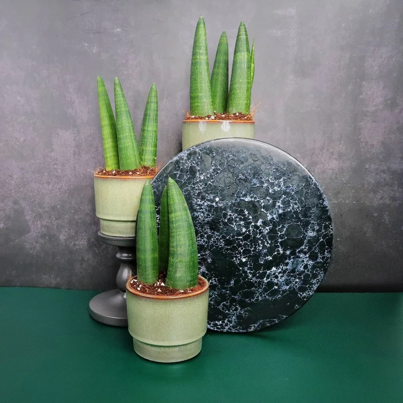 SANSEVIERIA RHINO