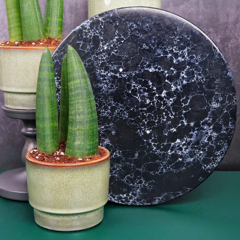 SANSEVIERIA RHINO