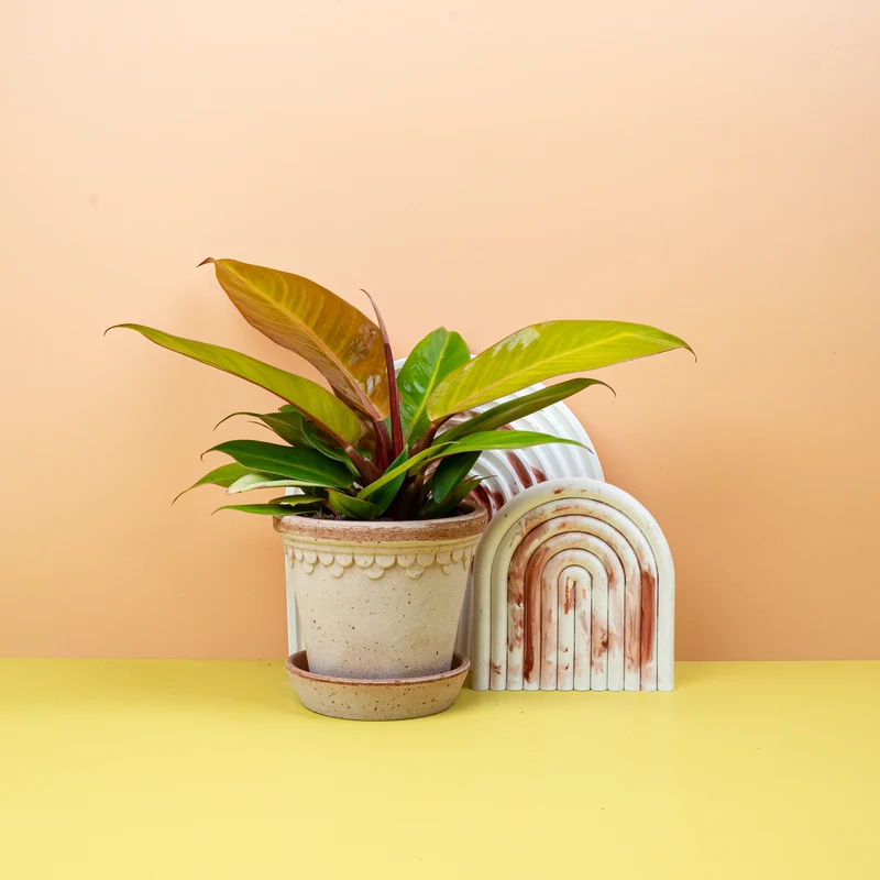 PHILODENDRON PRINCE OF ORANGE
