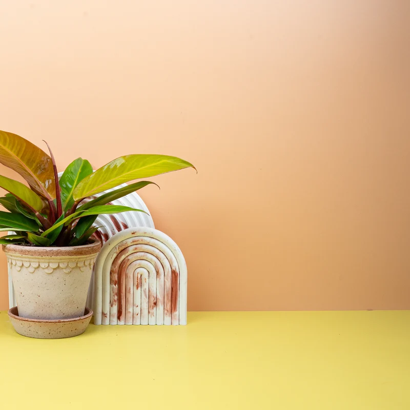 PHILODENDRON PRINCE OF ORANGE