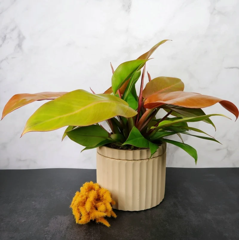 PHILODENDRON PRINCE OF ORANGE
