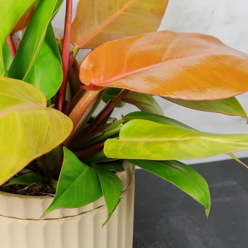 PHILODENDRON PRINCE OF ORANGE