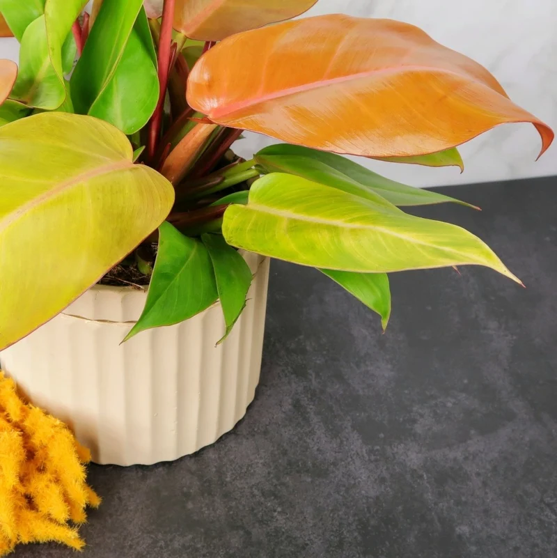 PHILODENDRON PRINCE OF ORANGE