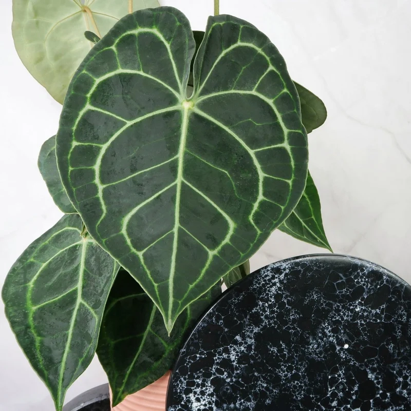 ANTHURIUM CLARINERVIUM