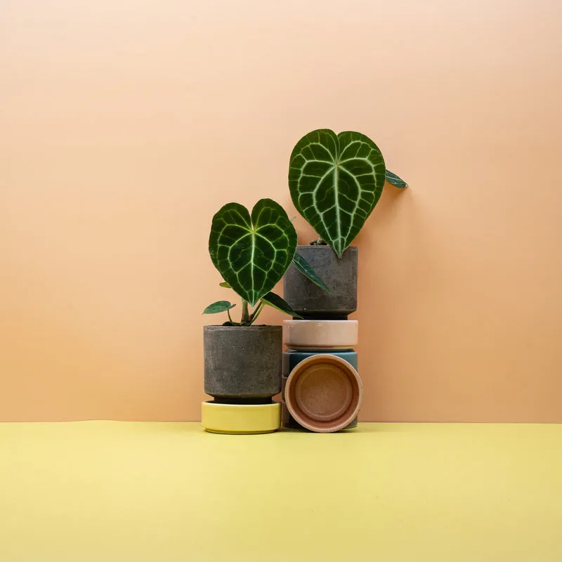 ANTHURIUM CLARINERVIUM