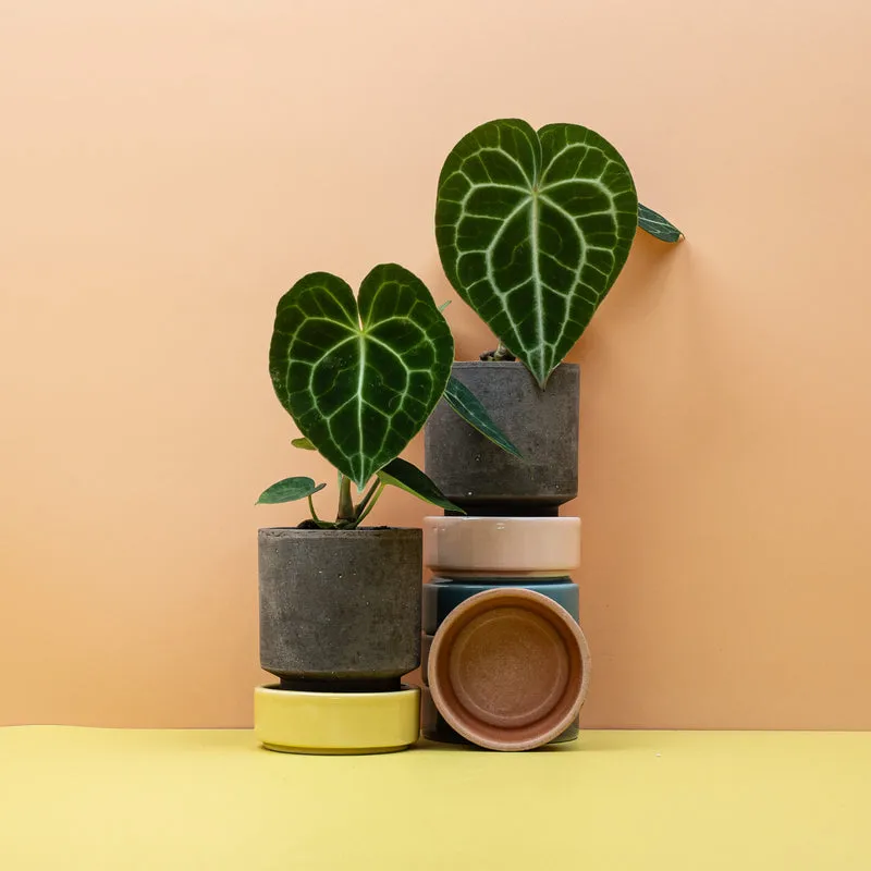 ANTHURIUM CLARINERVIUM