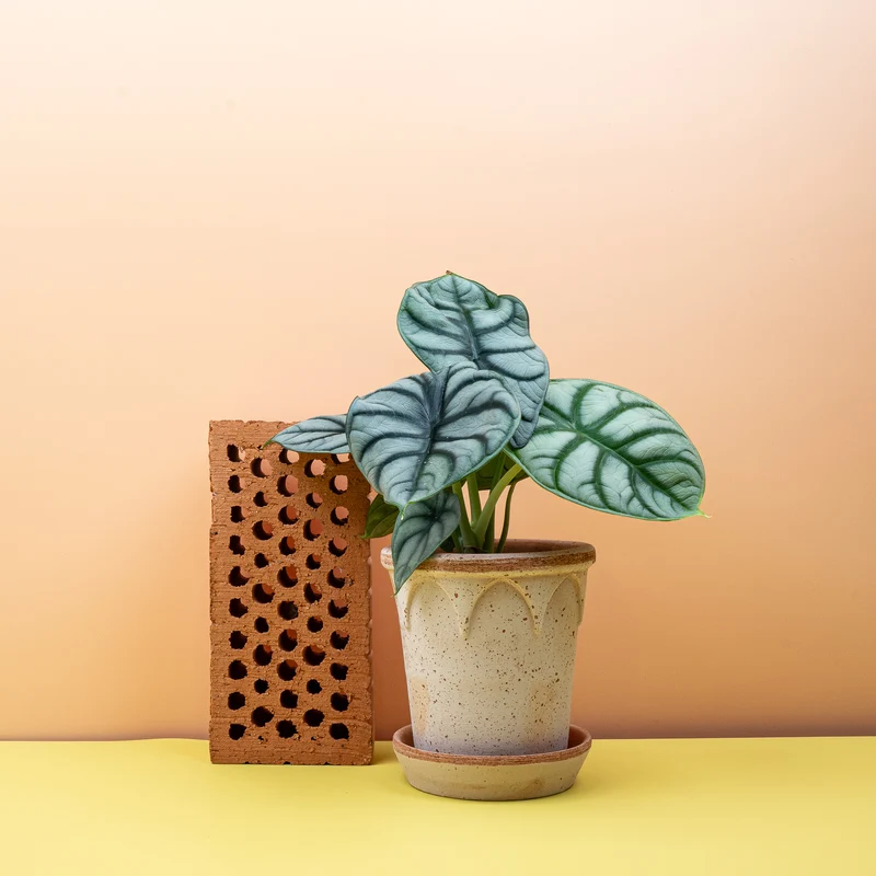 ALOCASIA SILVER DRAGON