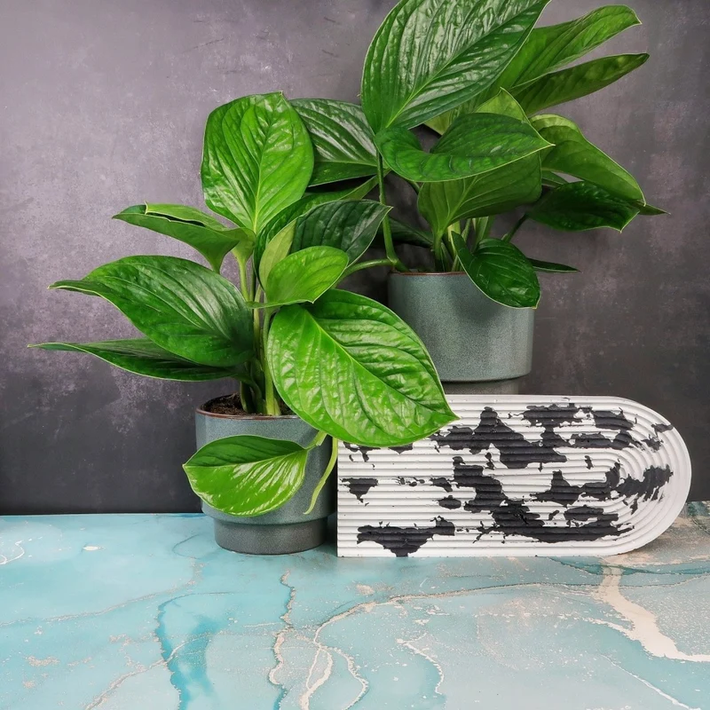 MONSTERA PINNATIPARTITA