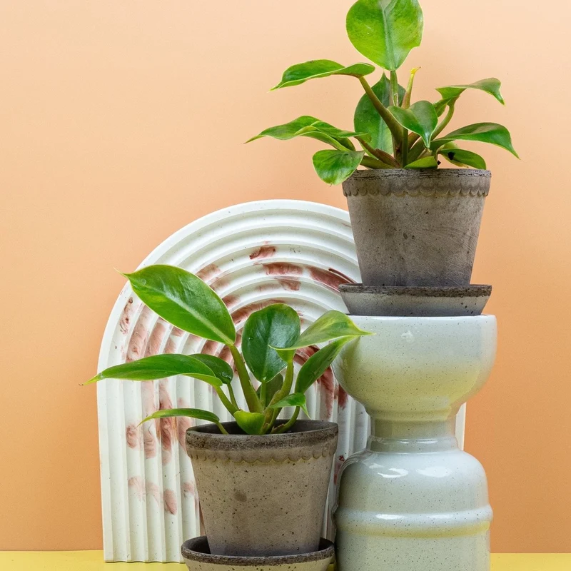 PHILODENDRON MOONLIGHT