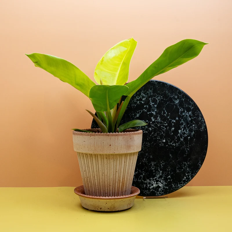 PHILODENDRON MOONLIGHT