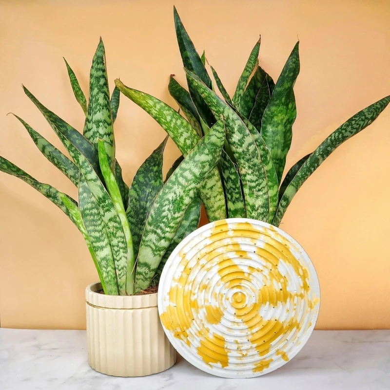 SANSEVIERIA JADE