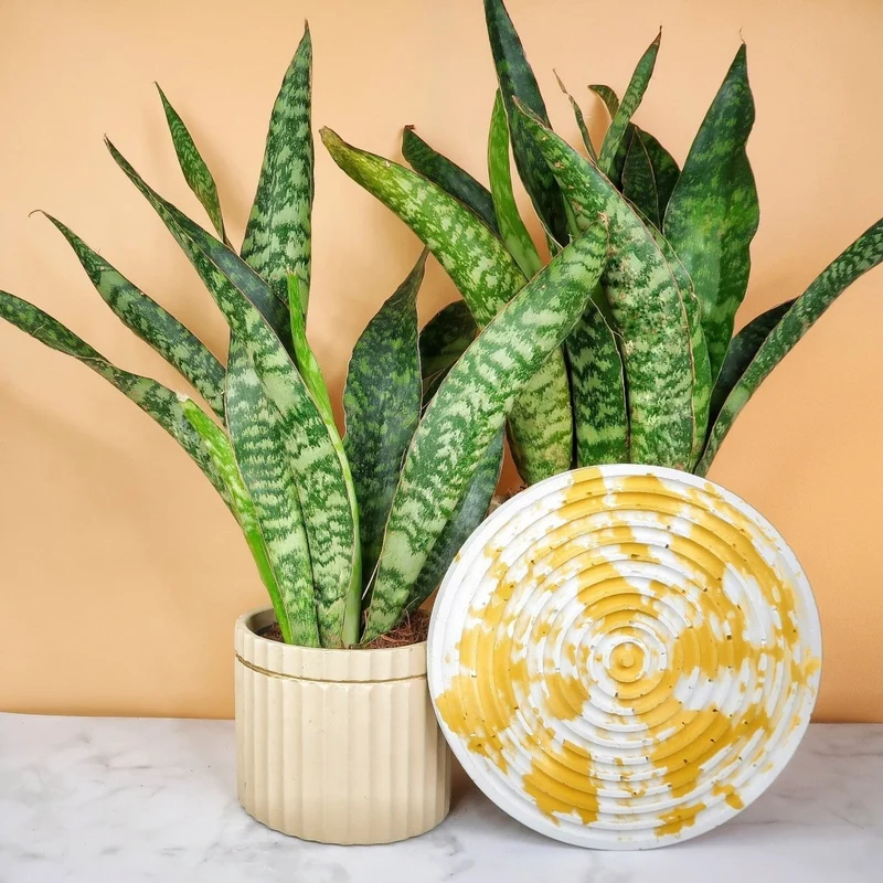 SANSEVIERIA JADE