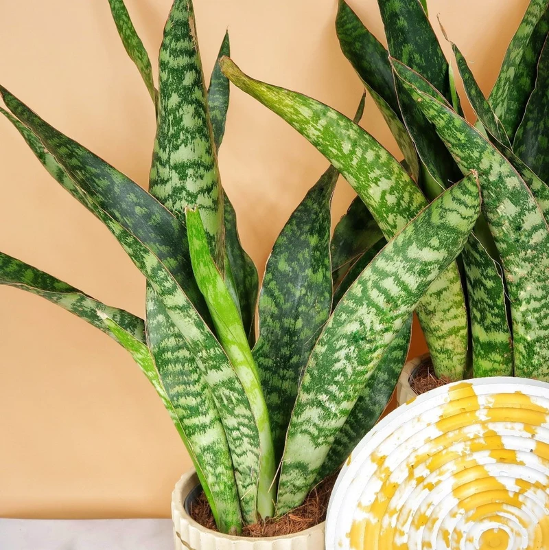 SANSEVIERIA JADE