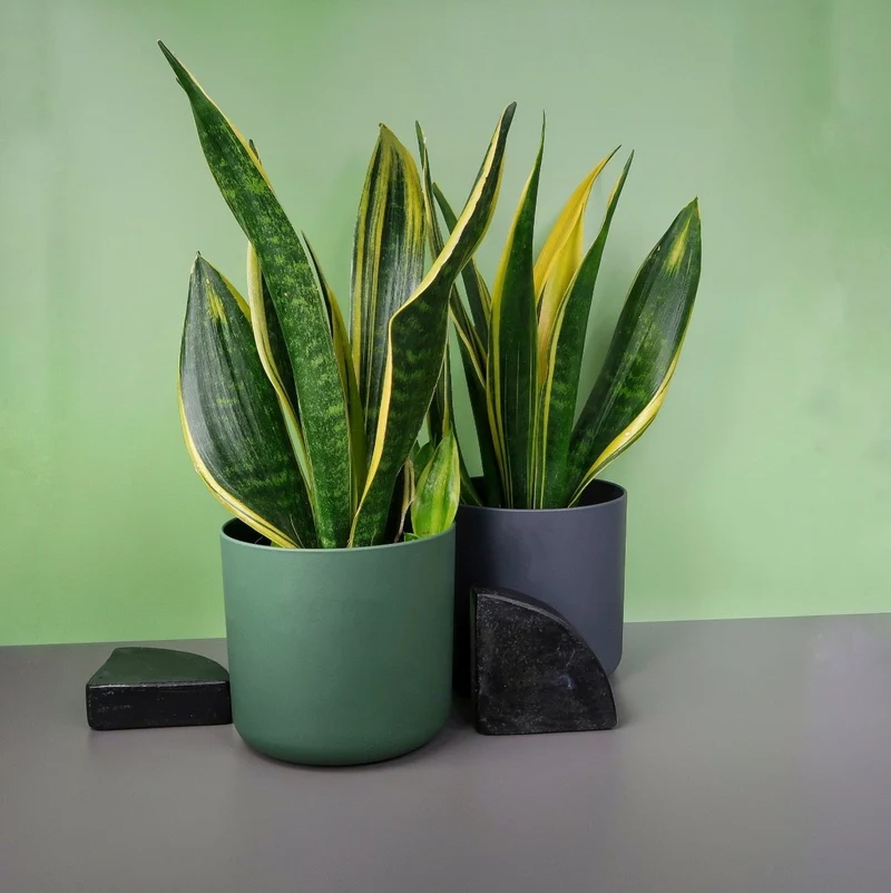 SANSEVIERIA GOLDEN HAHNII