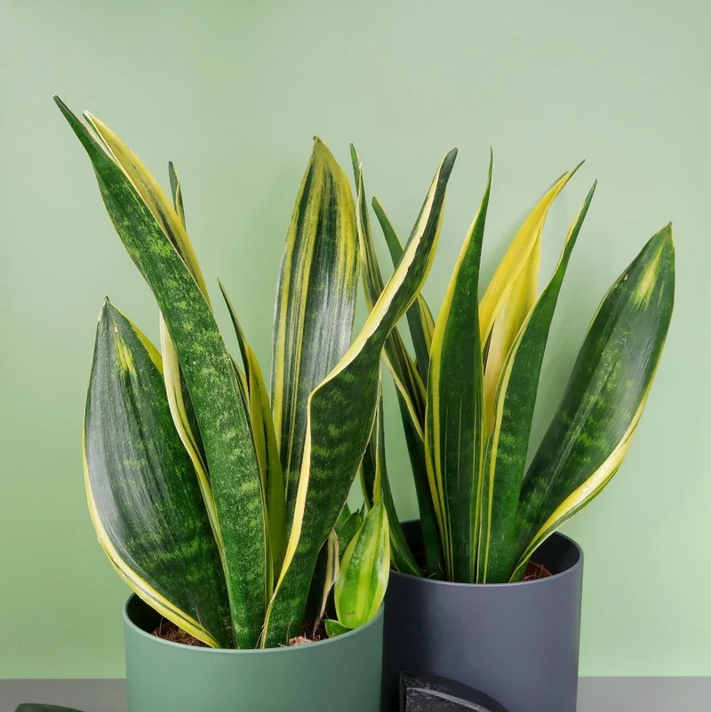 SANSEVIERIA GOLDEN HAHNII