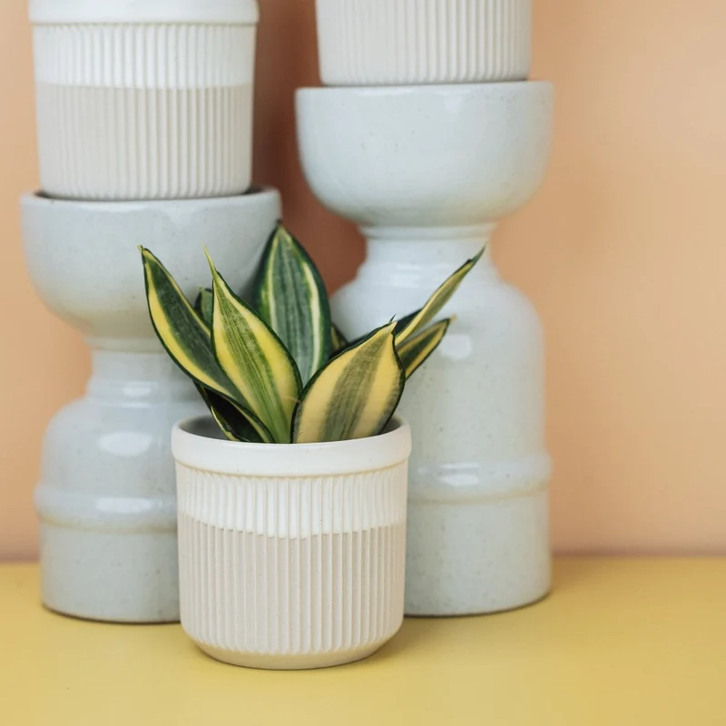 SANSEVIERIA GOLDEN HAHNII