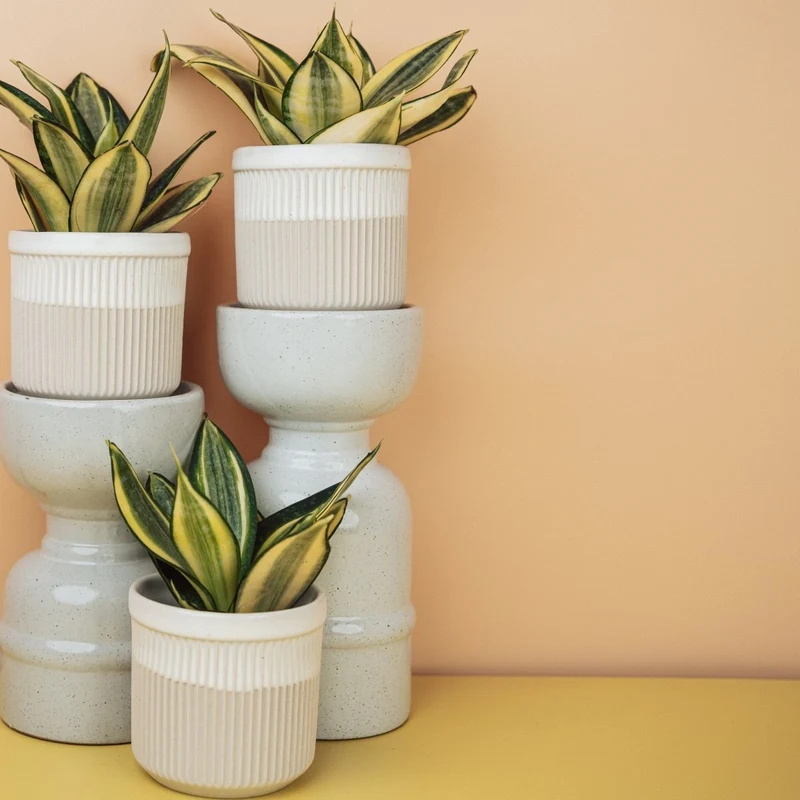SANSEVIERIA GOLDEN HAHNII