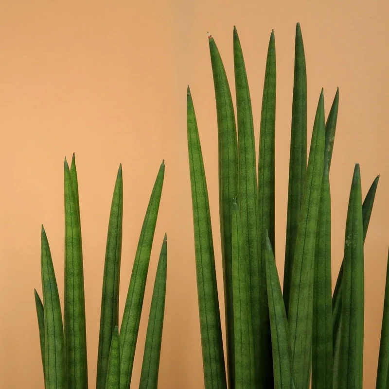 SANSEVIERIA CYLINDRICA STRAIGHT