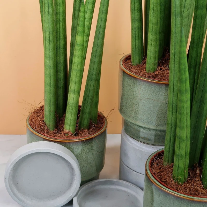 SANSEVIERIA CYLINDRICA STRAIGHT