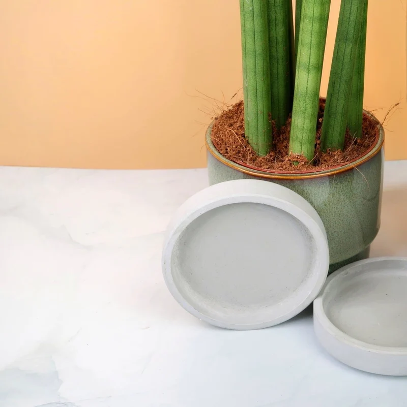 SANSEVIERIA CYLINDRICA STRAIGHT