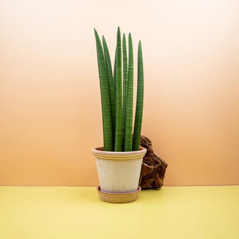 SANSEVIERIA CYLINDRICA STRAIGHT