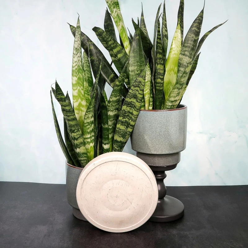SANSEVIERIA BLACK CORAL