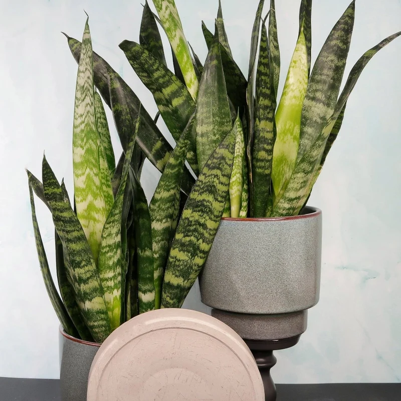 SANSEVIERIA BLACK CORAL