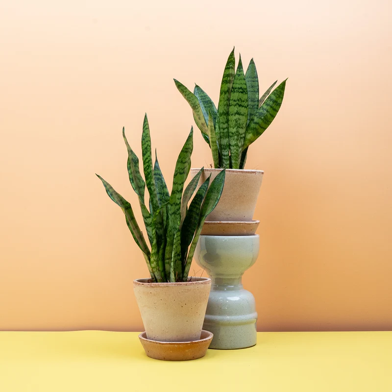 SANSEVIERIA BLACK CORAL