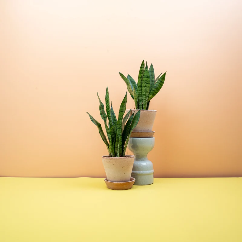 SANSEVIERIA BLACK CORAL