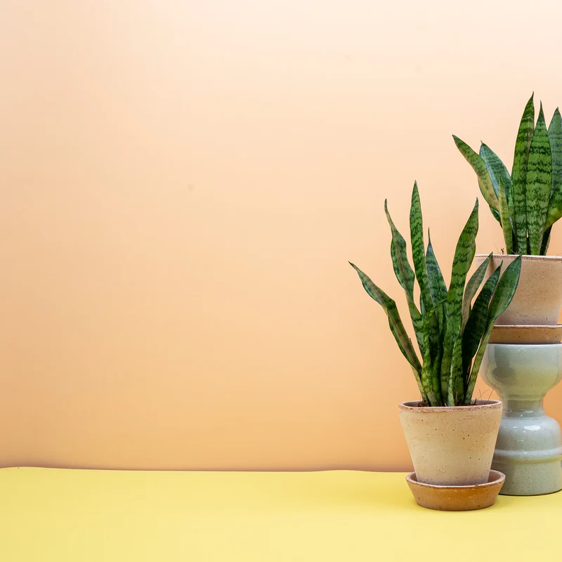 SANSEVIERIA BLACK CORAL