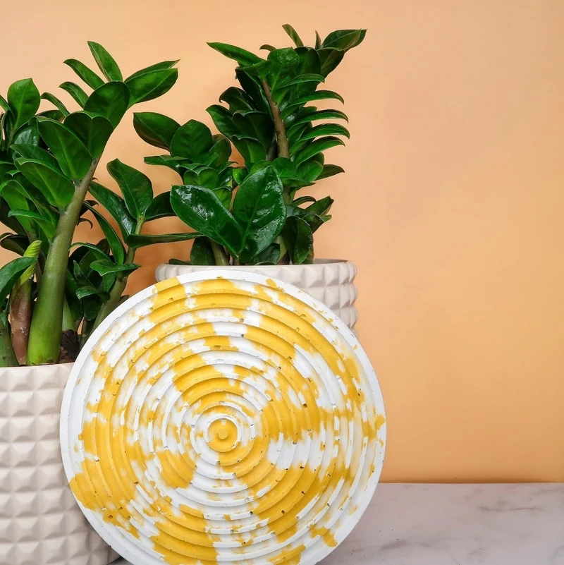 ZAMIOCULCAS ZENZI