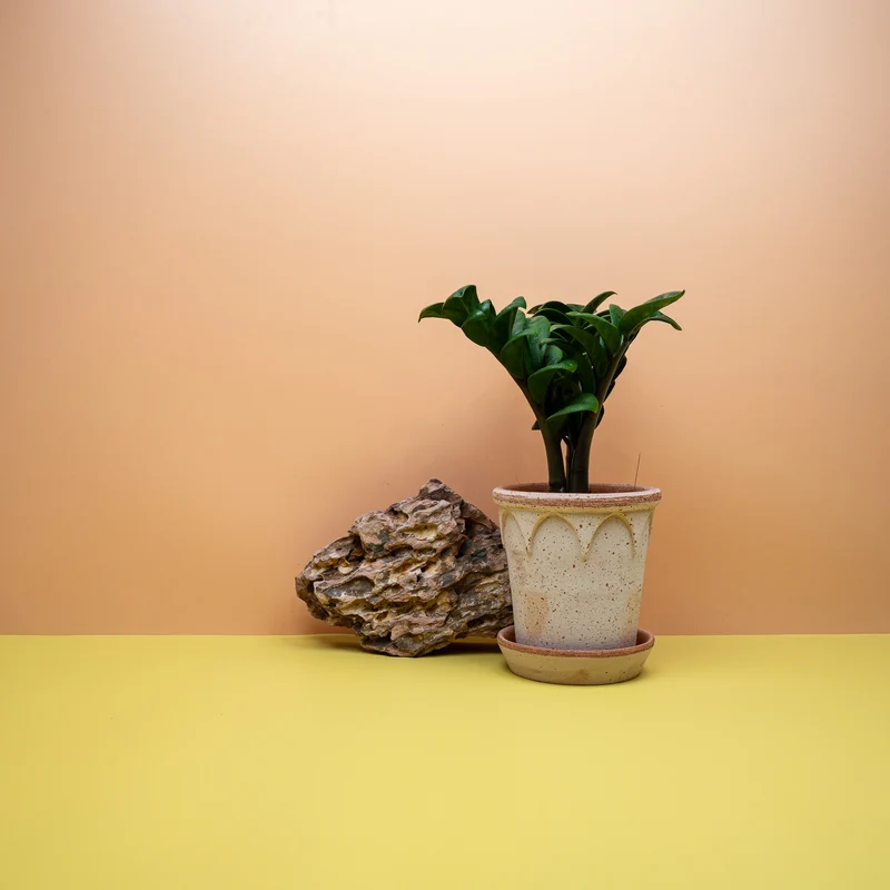 ZAMIOCULCAS ZENZI