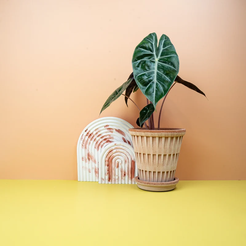ALOCASIA PINK DRAGON