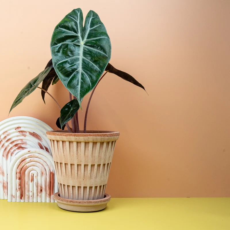 ALOCASIA PINK DRAGON