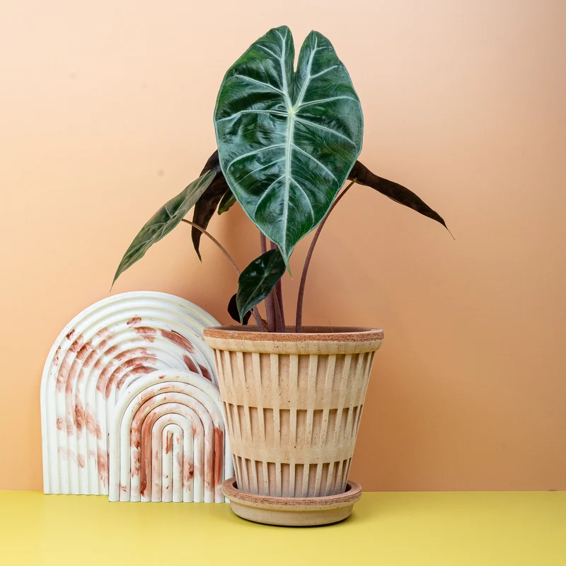 ALOCASIA PINK DRAGON
