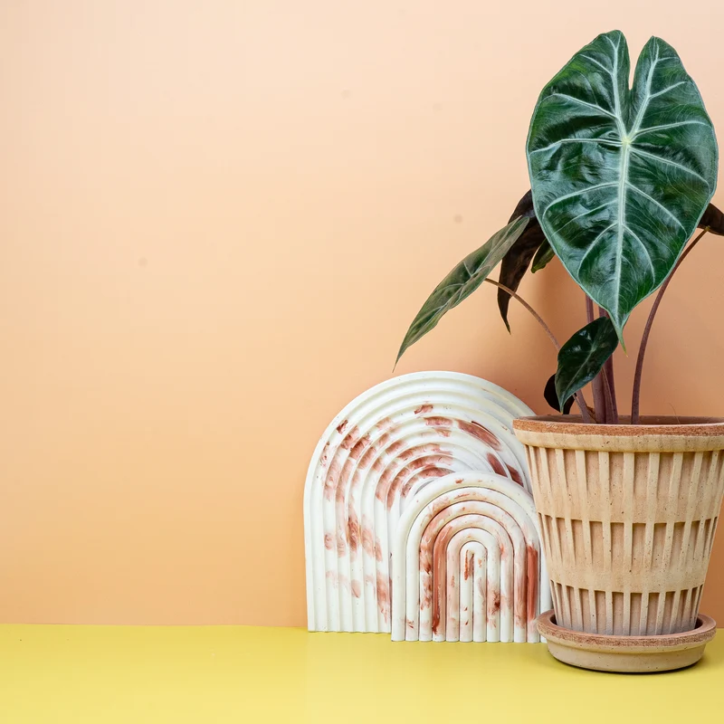 ALOCASIA PINK DRAGON