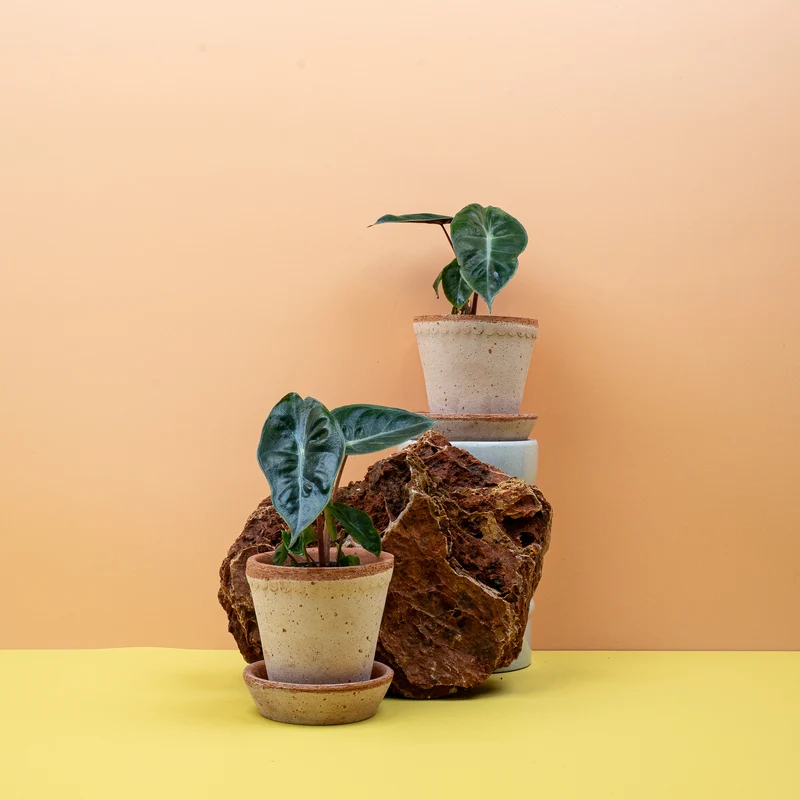 ALOCASIA PINK DRAGON