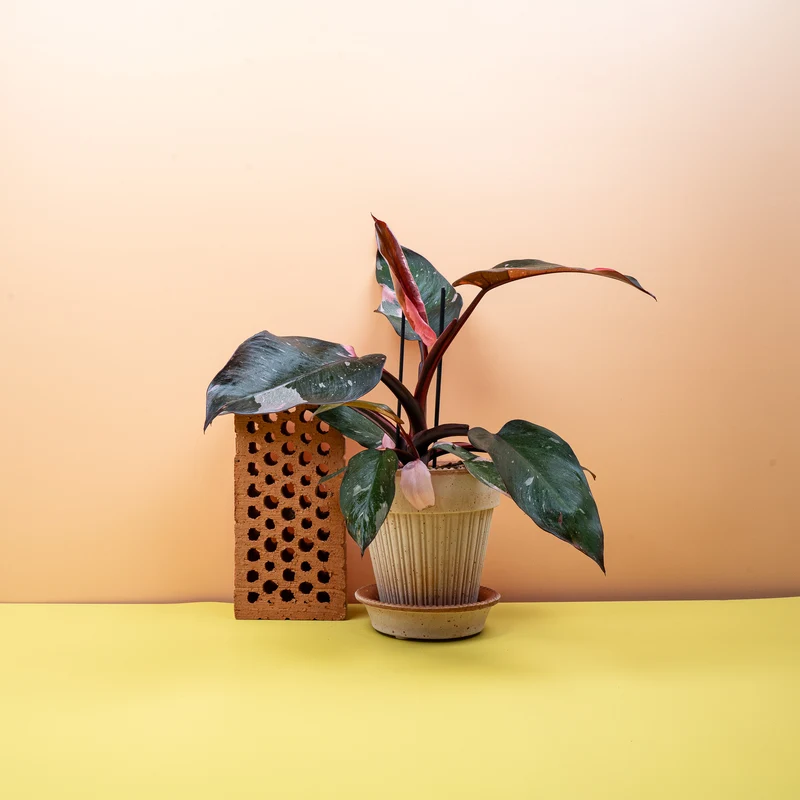PHILODENDRON PINK PRINCESS