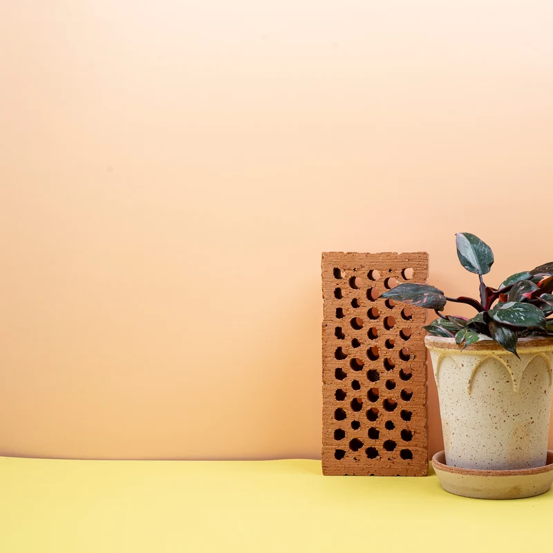 PHILODENDRON PINK PRINCESS