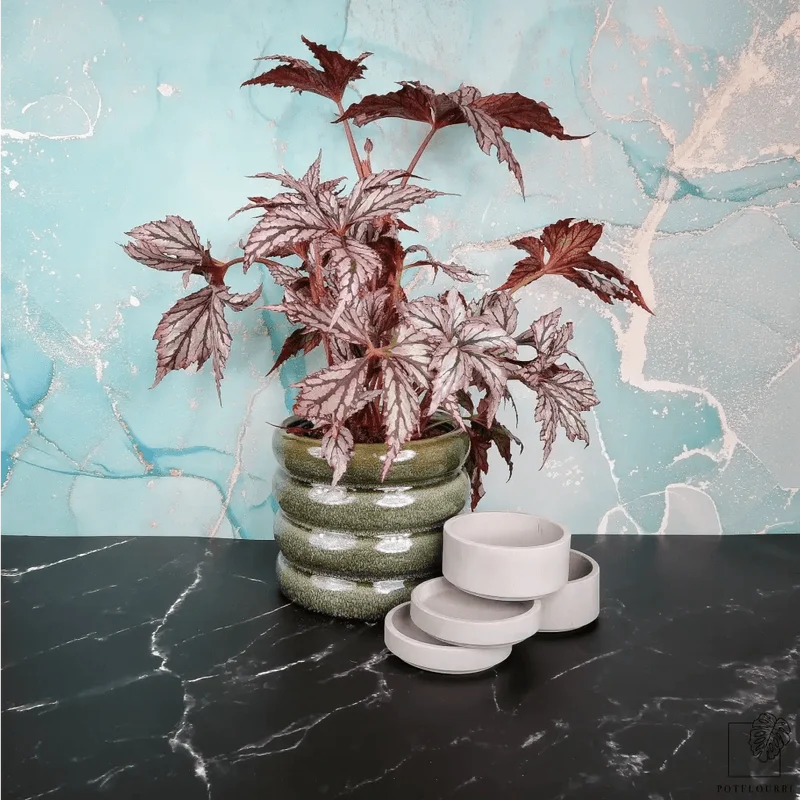 BEGONIA BENITOCHIBA