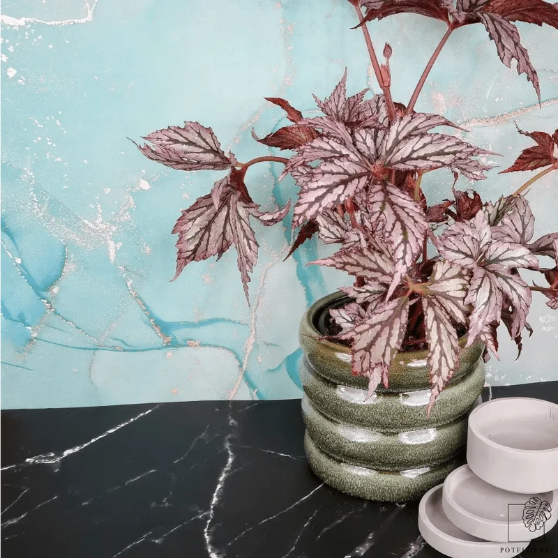 BEGONIA BENITOCHIBA
