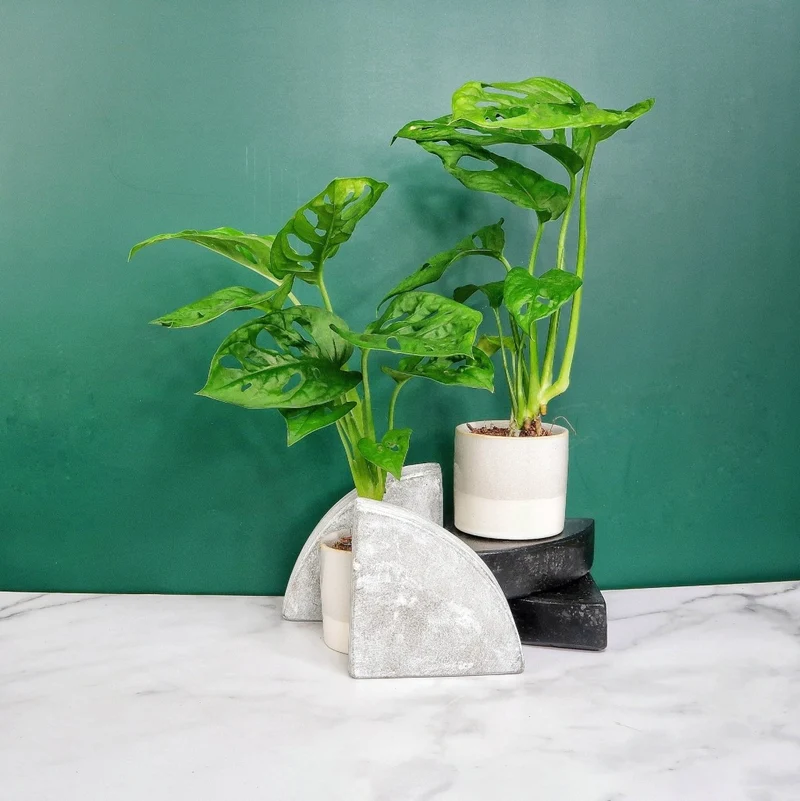 MONSTERA ADANSONII
