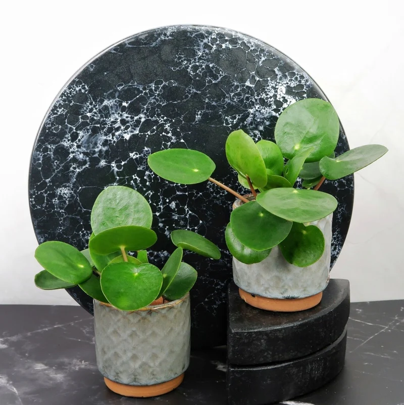 PEPEROMIA PILEA