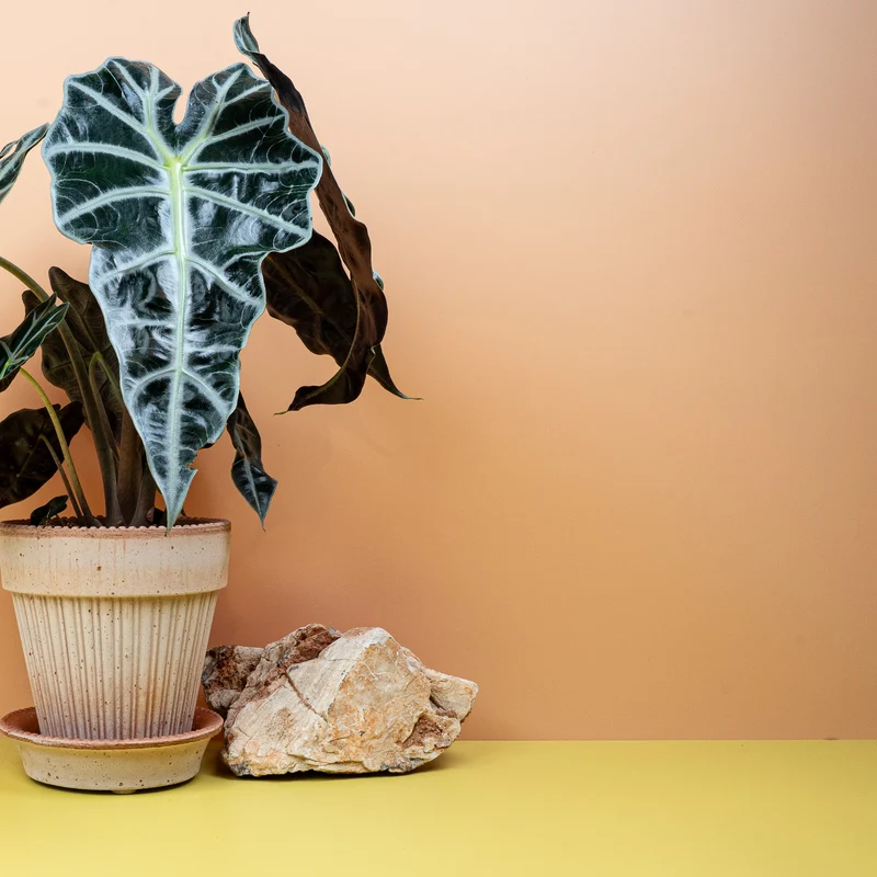 ALOCASIA AMAZONICA
