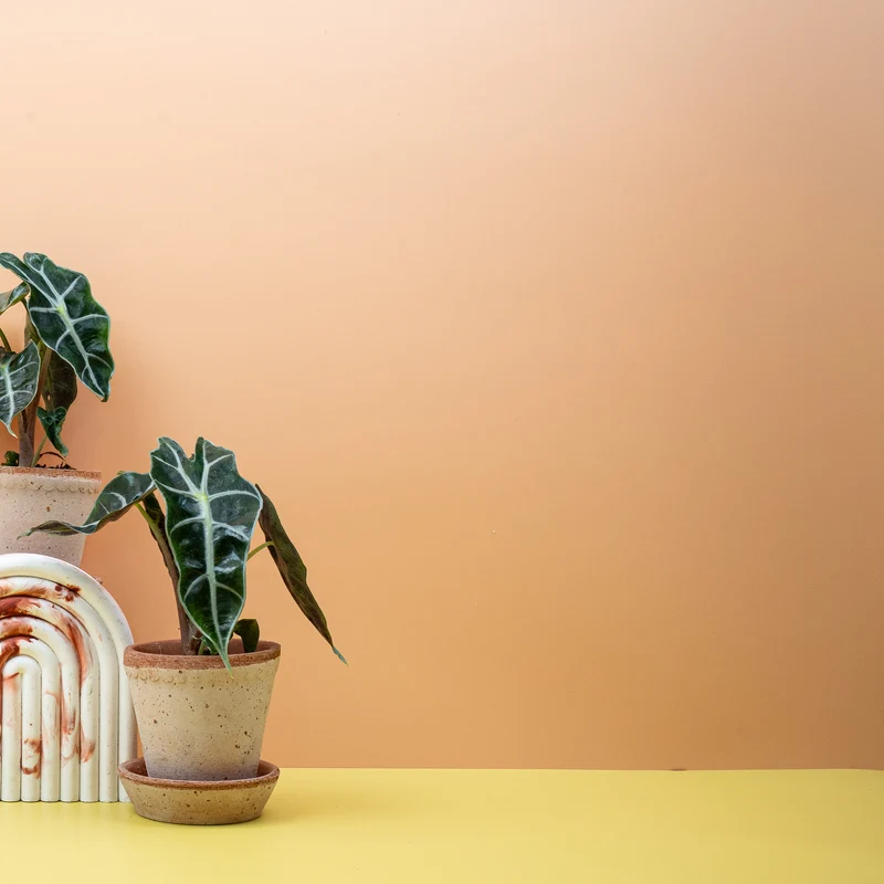 ALOCASIA AMAZONICA
