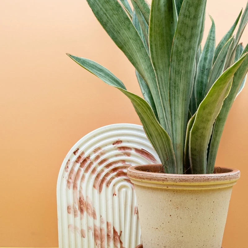 SANSEVIERIA METALLICA
