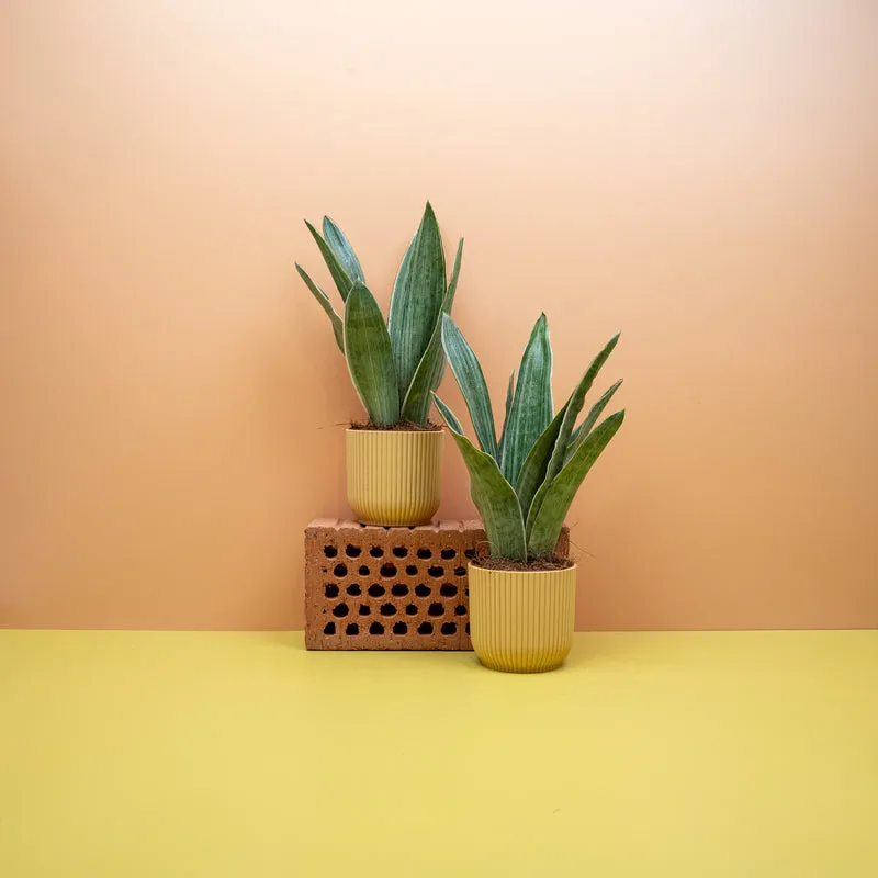 SANSEVIERIA METALLICA