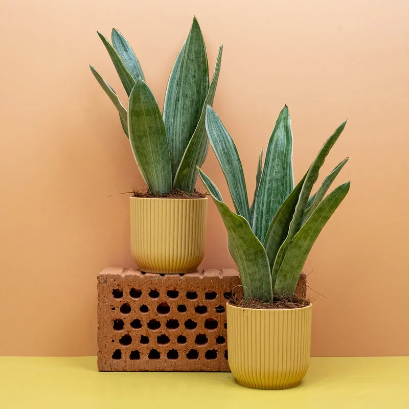 SANSEVIERIA METALLICA